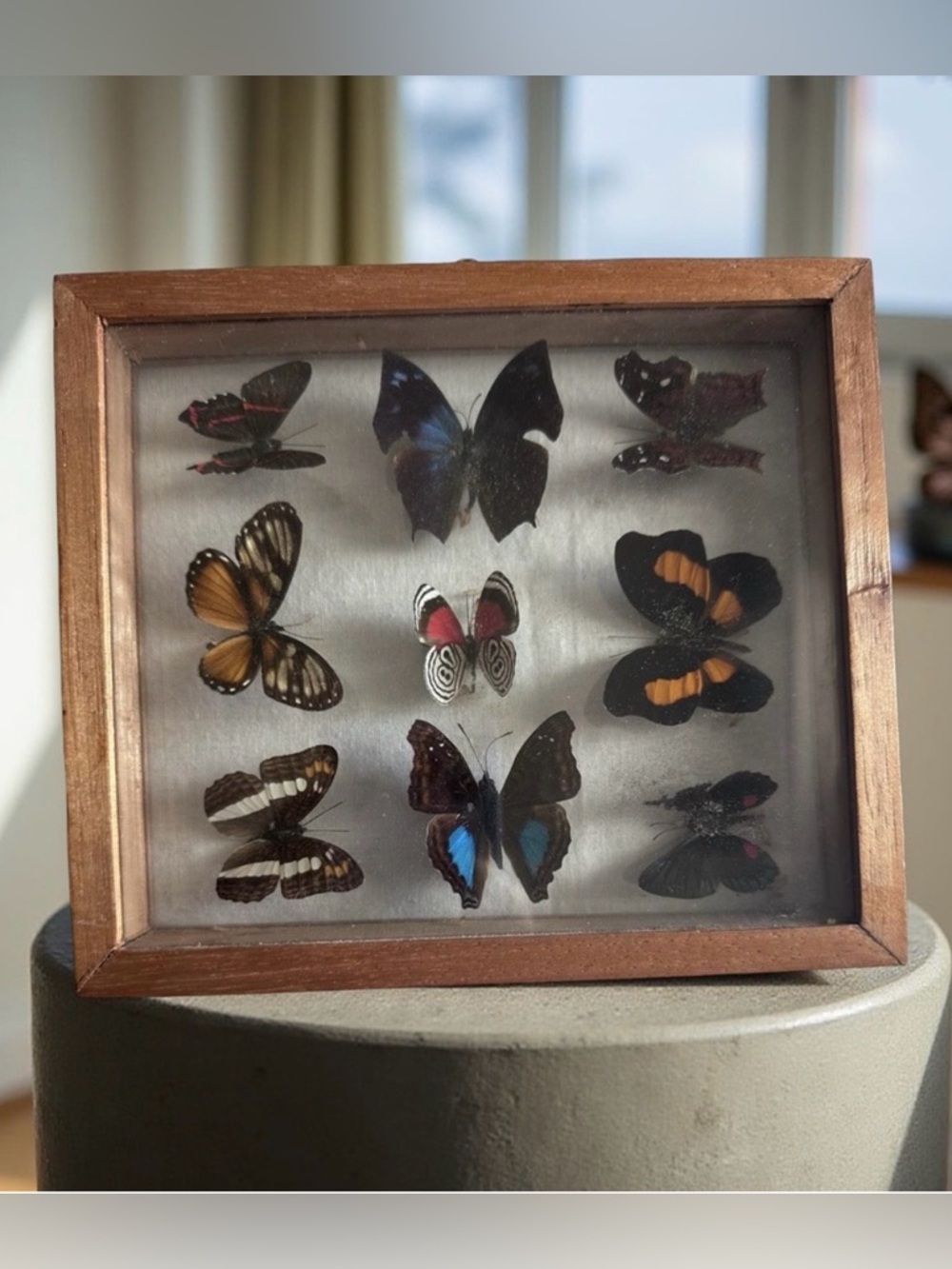 Real Taxidermy Preserved Butterflies Framed Vintage Collection Extremely Rare